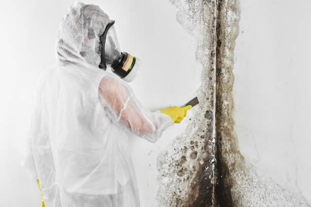 Best Mold Odor Removal Services  in Wayne, WV